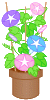 あさがお　イラスト